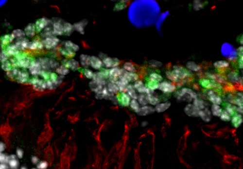 VISION SCIENCE RESEARCH PROGRAM
